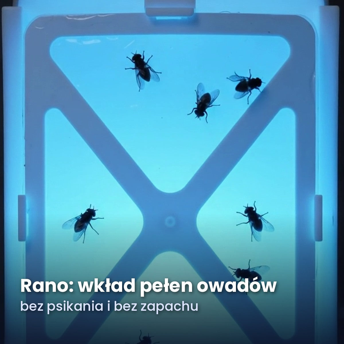 Rano wkład pełen owadów